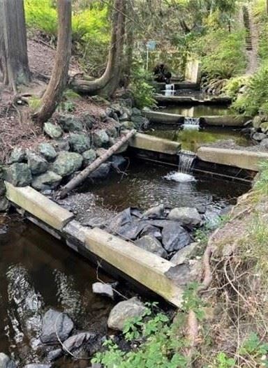 Springbrook Creek_pic